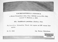 Lasallia pustulata image